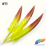 10-12" 2-tone Spray Painted Cut Turkey Quills (Sold Per Piece)